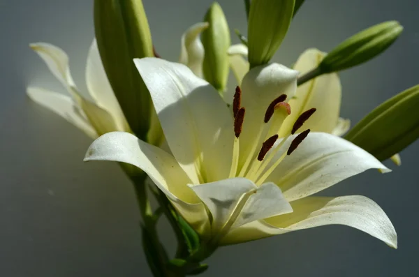 Weiße Lilie — Stockfoto