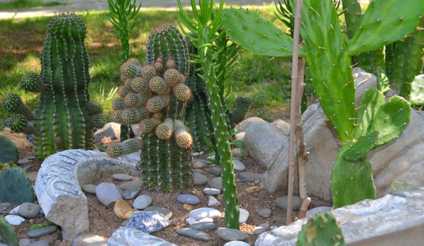 Beberapa spesies kaktus di flowerbed — Stok Foto