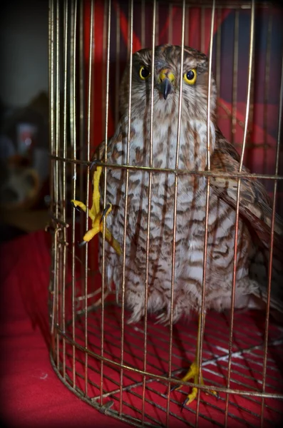 Kite medium-sized bird of prey in the family Accipitridae — Stock Photo, Image