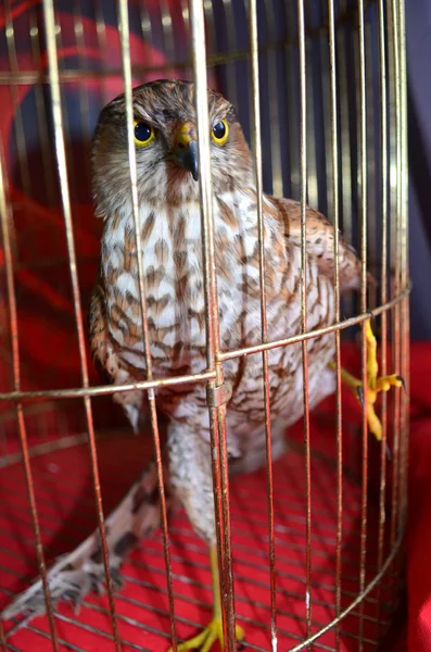 Saker Falcon — Stock Photo, Image