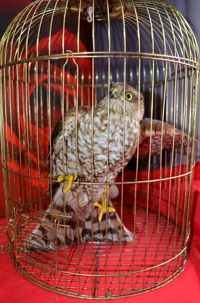 Saker Falcon — Stock Photo, Image