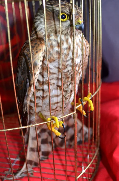 Saker Falcon — Stock Photo, Image