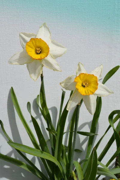 Dois narcisos. — Fotografia de Stock