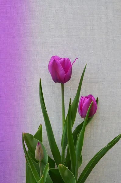 Tulips purple, flowers — Stock Photo, Image