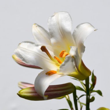 Madonna lily