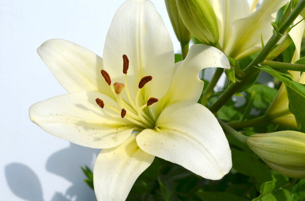 Madonna lily