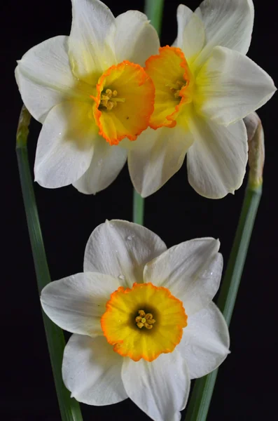 Narzissen — Stockfoto