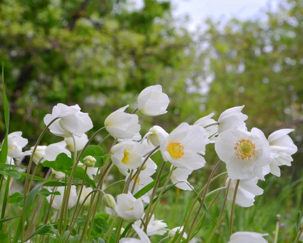 Anémones de fleurs — Photo