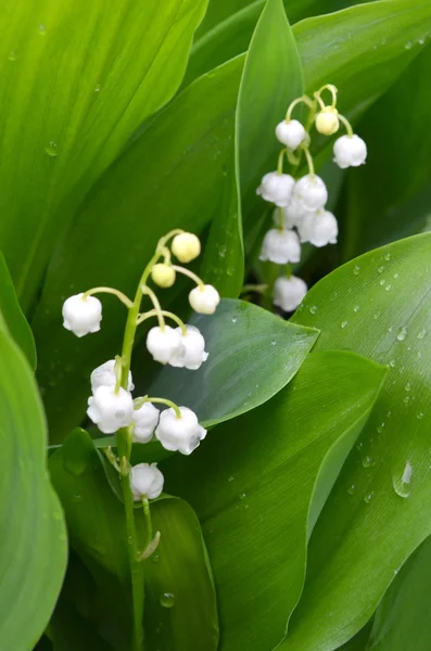 Lys de la vallée — Photo