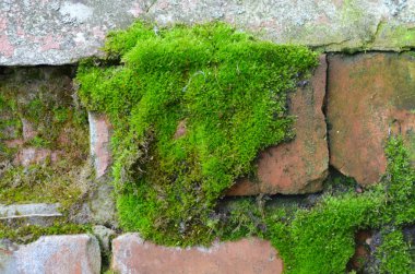 Bir tuğla duvara moss