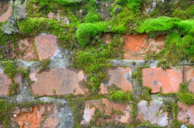 Bir tuğla duvara moss