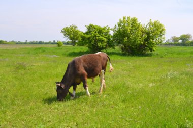 Çayırdaki buzağı