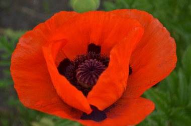 güzel haşhaş kırmızı çiçek