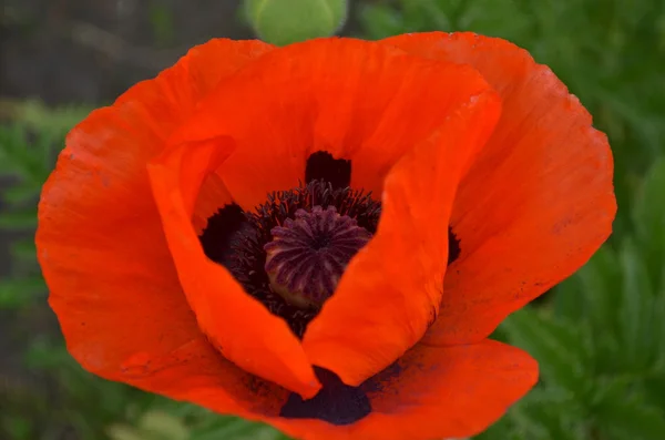 Bela papoula flor vermelha — Fotografia de Stock