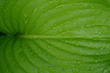 Yaprakları ana bilgisayarlar