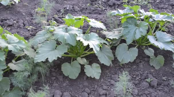 Garden. Growing zucchini — Stock Video