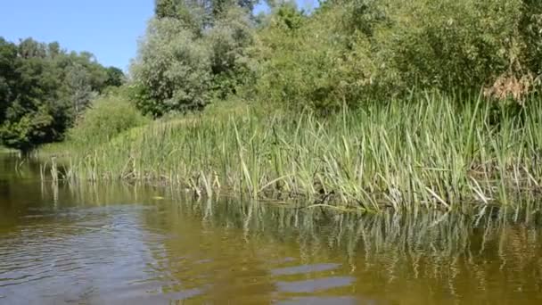 Il fiume e la foresta — Video Stock