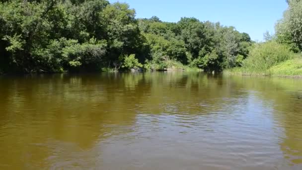 Il fiume e la foresta — Video Stock