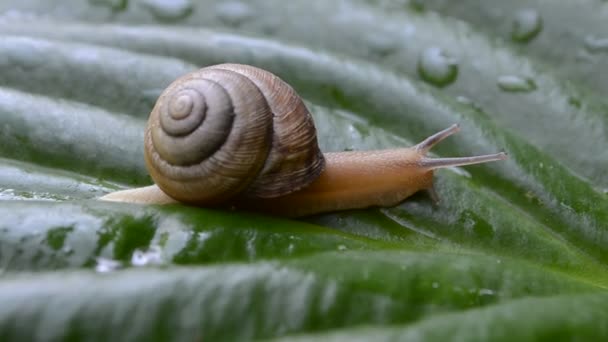 Escargot Séquence Vidéo
