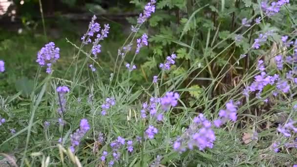 Lavanda e borboleta — Vídeo de Stock