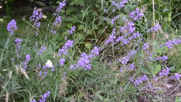 Lavanda e borboleta — Vídeo de Stock