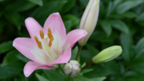 Lily ! 
