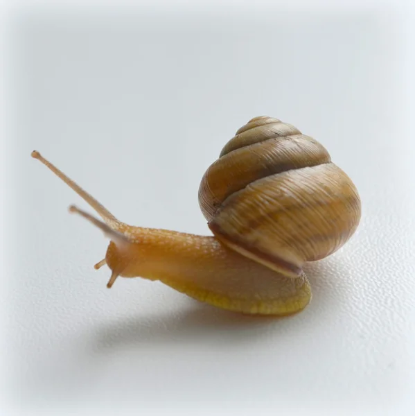 Snail — Stock Photo, Image