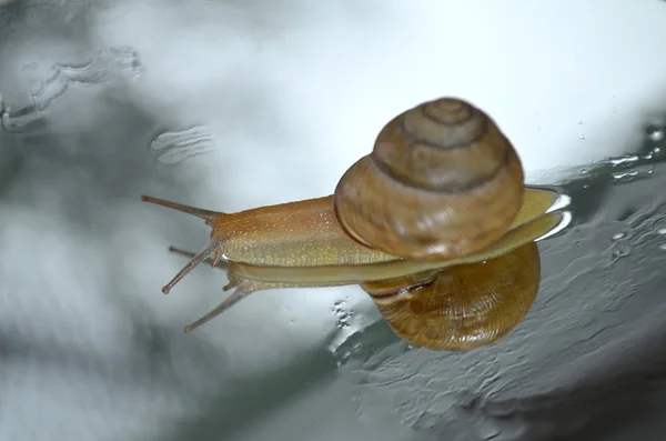 Snail — Stock Photo, Image