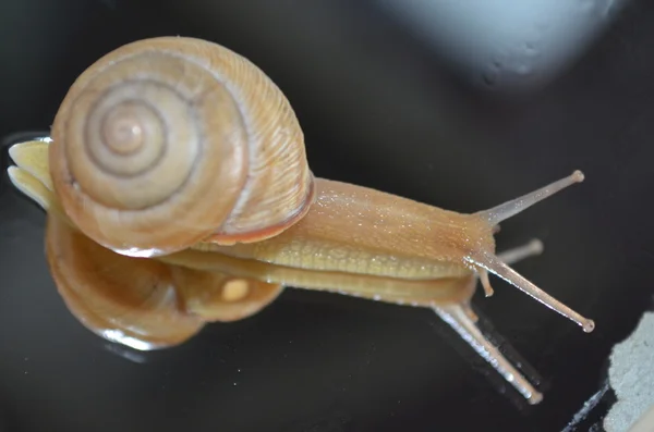 Snail — Stock Photo, Image