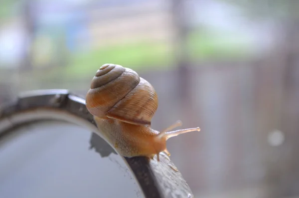 Snail — Stock Photo, Image