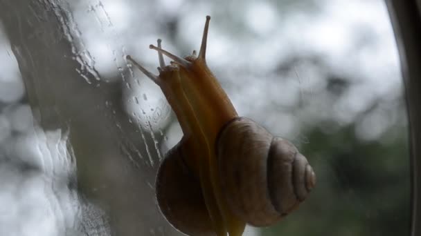 Pequeño caracol — Vídeo de stock