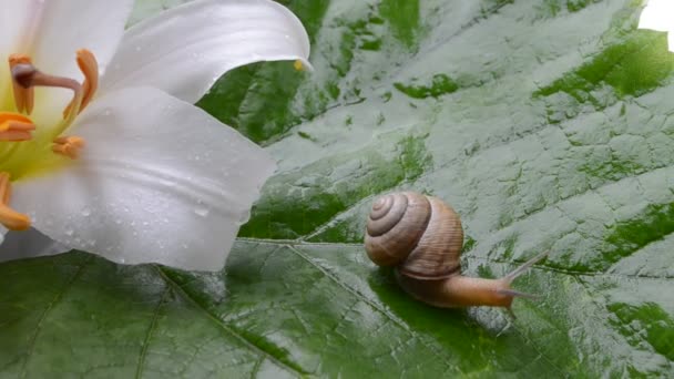 小蜗牛 — 图库视频影像