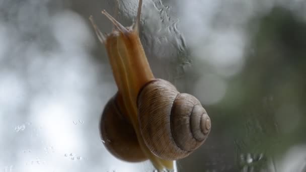 Little snail — Stock Video