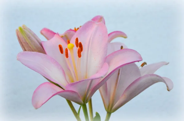 Rosa Lilie Schöne Blume — Stockfoto