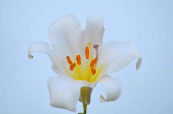 White Lily — Stock Photo, Image