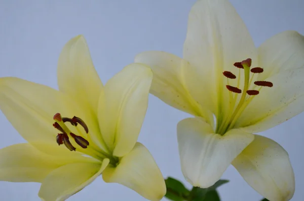 Lirio blanco — Foto de Stock