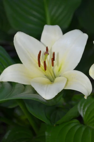 Lirio blanco — Foto de Stock