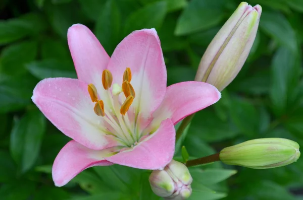Bledě růžová lilie — Stock fotografie
