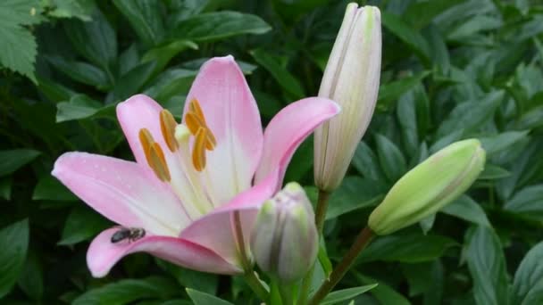 Pale pink lily — Stockvideo