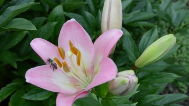 Pale pink lily — Stock Video