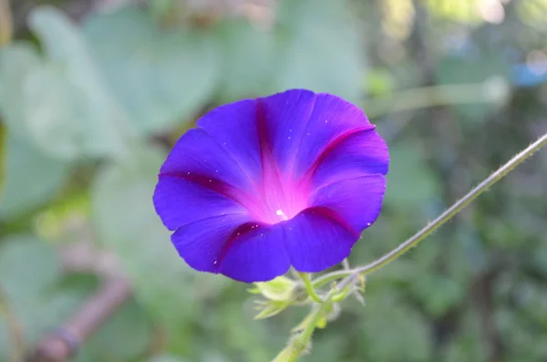 Morning glory — Stock Photo, Image