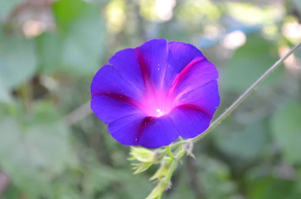 Morning glory — Stock Photo, Image