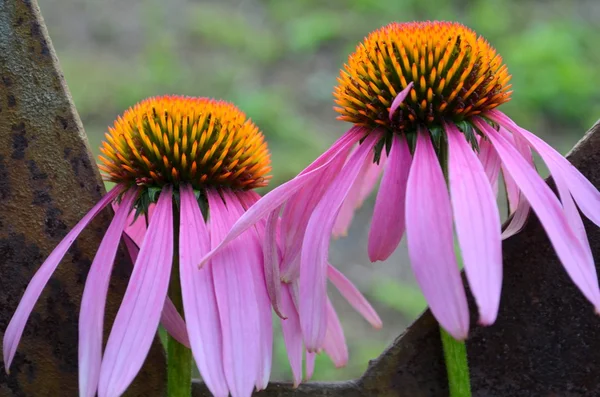 Echinacea — Stockfoto