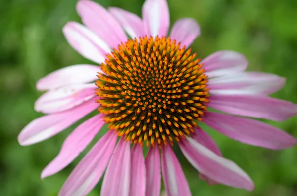 Echinacea — Φωτογραφία Αρχείου