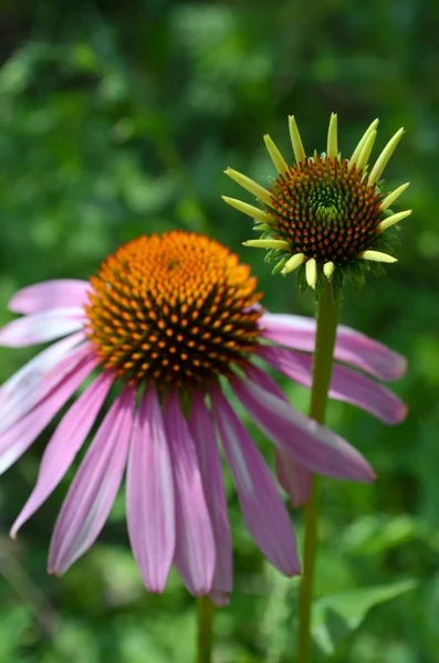 Echinacea — Φωτογραφία Αρχείου