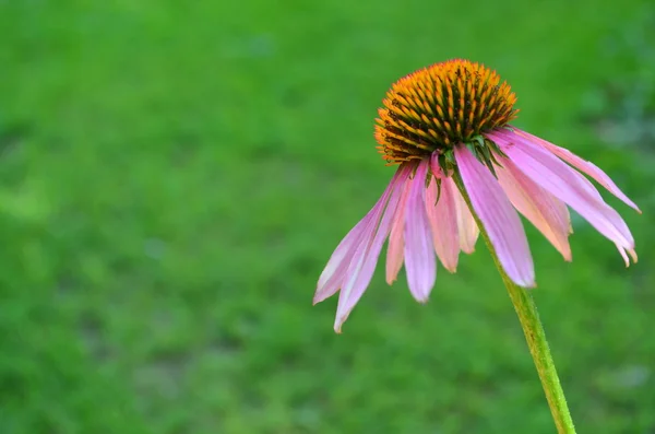 Echinacea — Stock fotografie