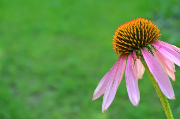 松果菊 — 图库照片