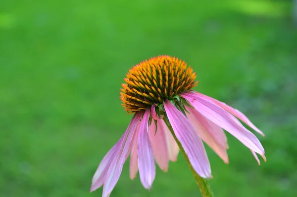 Echinacea — Zdjęcie stockowe