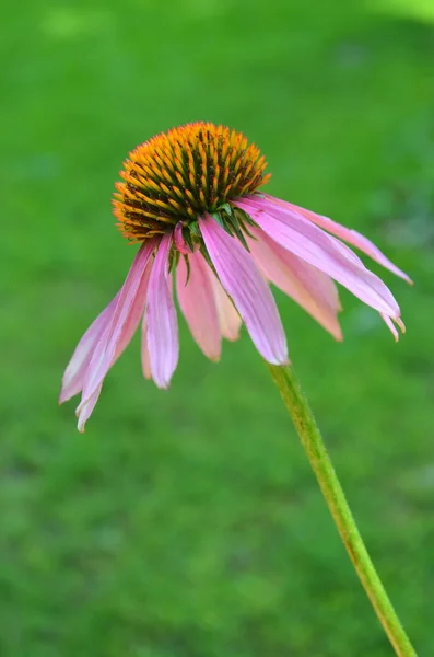Echinacea — Stock Image Echinacea Stock Photo