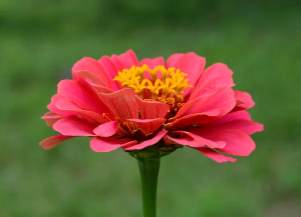 Zinnia — Stockfoto